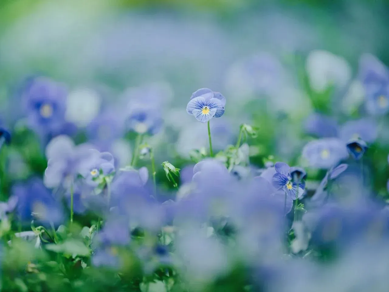 LAOWA 200mm F2とGFX100Sで撮影した花の作例