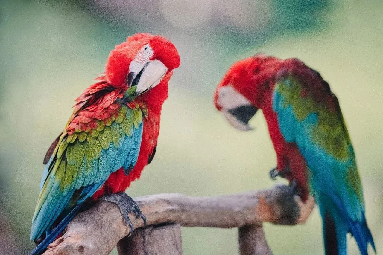 Canon EF 400mm F2.8とGFX100Sで撮影したコンゴウインコ