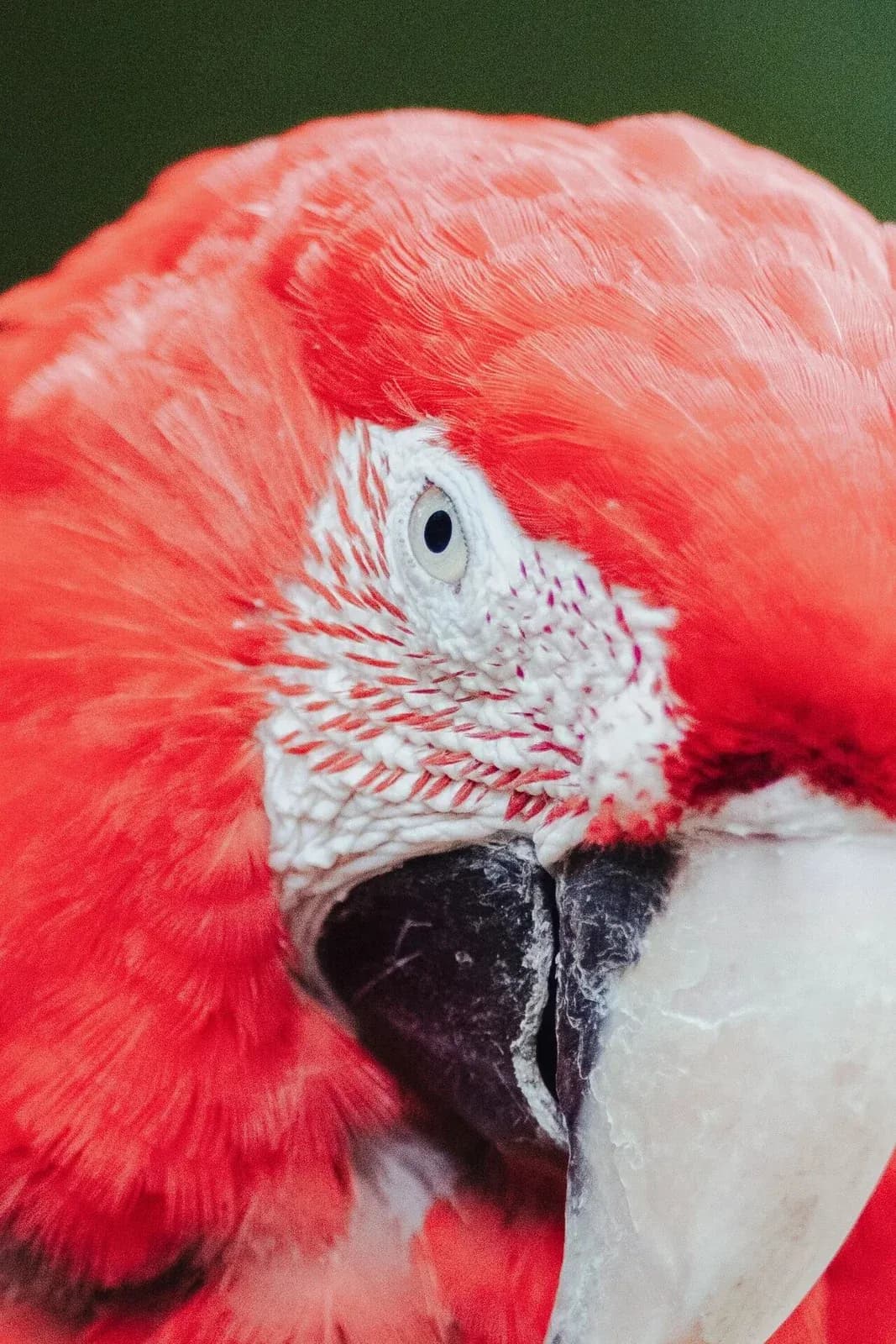 EF 400mm F2.8で撮影したコンゴウインコの拡大