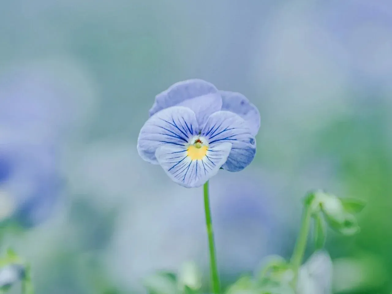LAOWA 200mm F2とGFX100Sで撮影した花の作例