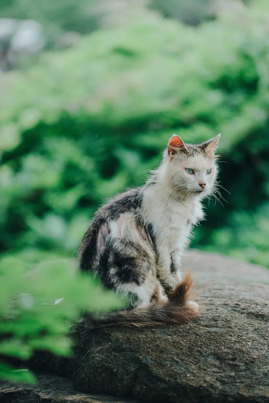 Nikon AI-S 105mm F2.5による猫の近接作例